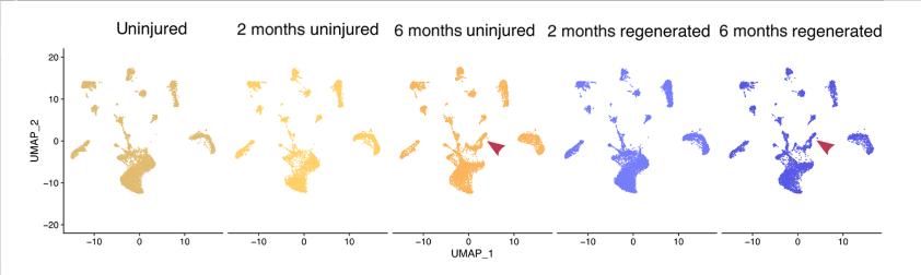 甲壳类动物断肢能再生吗,甲壳类动物肢体再生