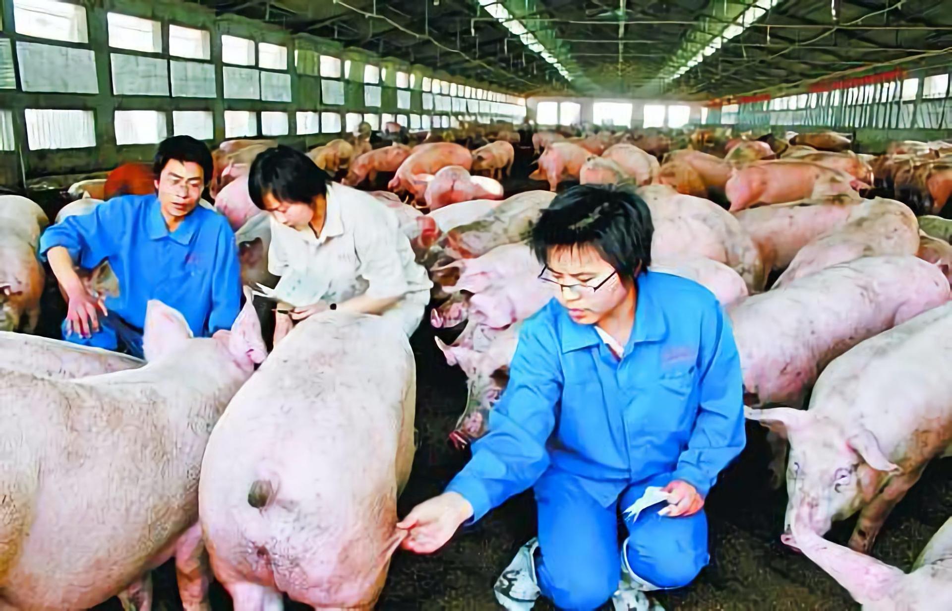 农村穷小子，借钱养猪，把3.1万变成1700亿，成河南首富，凭啥？