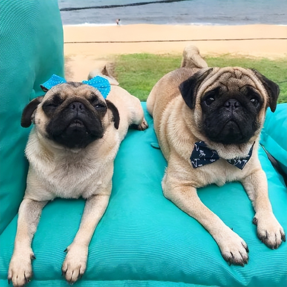 养巴哥犬的优缺点,第一次养狗适合养什么巴哥犬