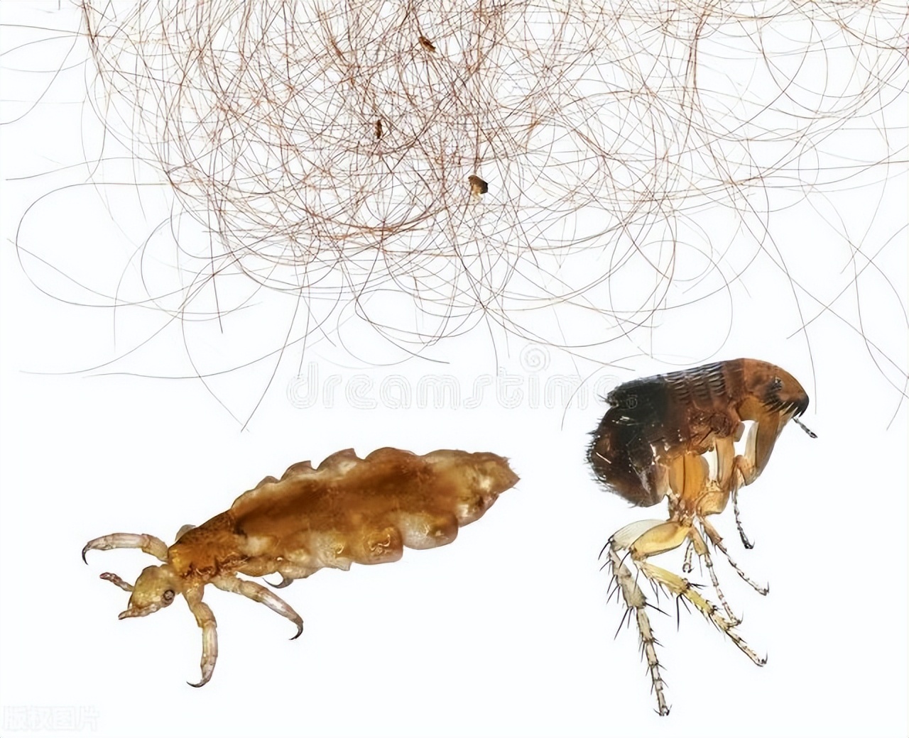 得了阴虱是什么原因,阴虱是从哪里来的什么原因造成的