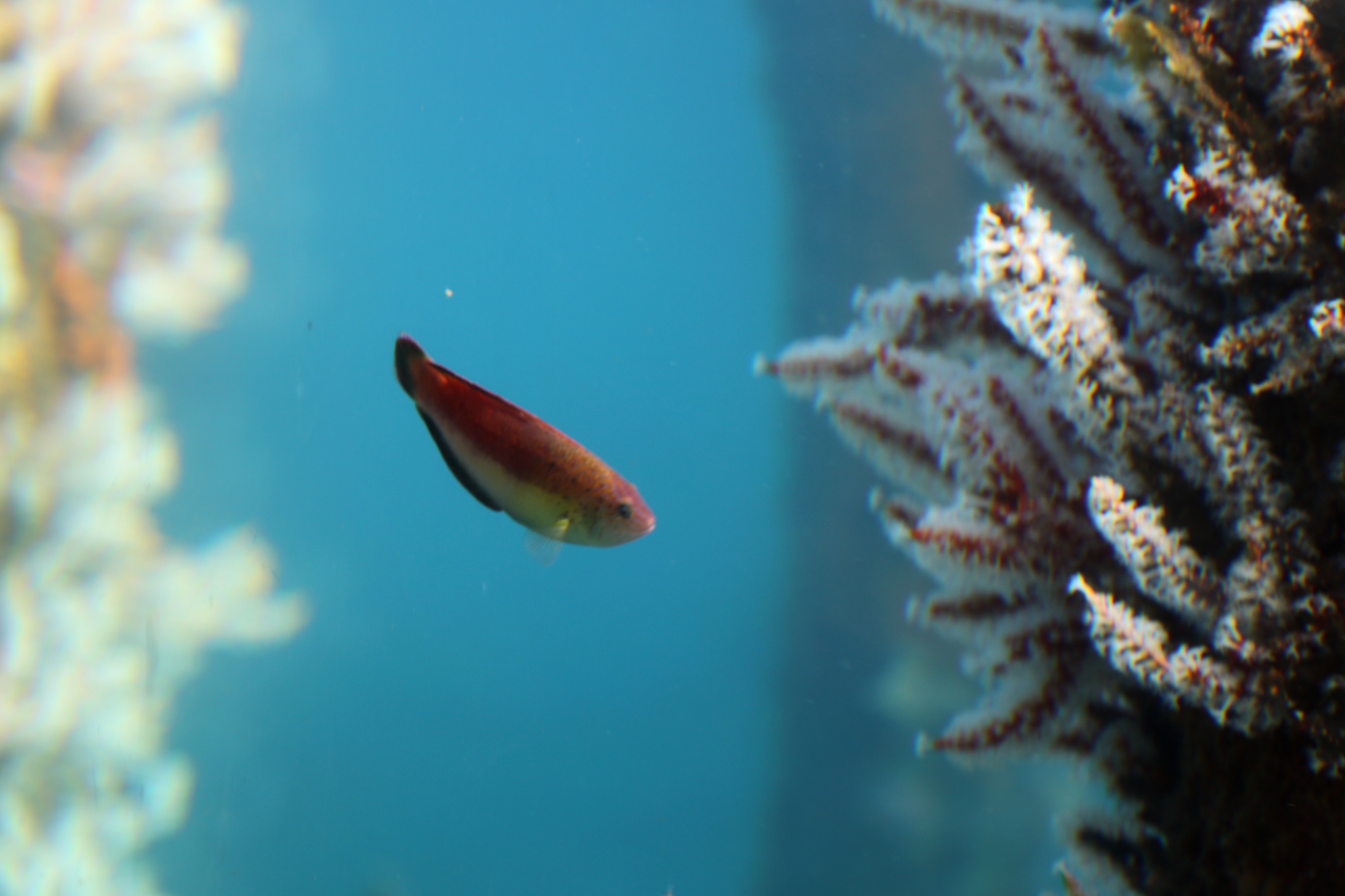 澳大利亚珀斯旅游攻略,旅游澳大利亚悉尼