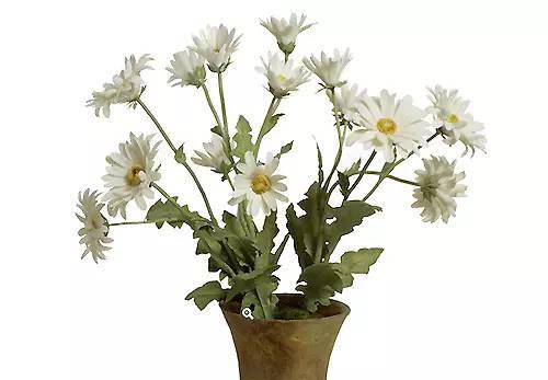 园丁的花园里开出了永生花,园丁永生花