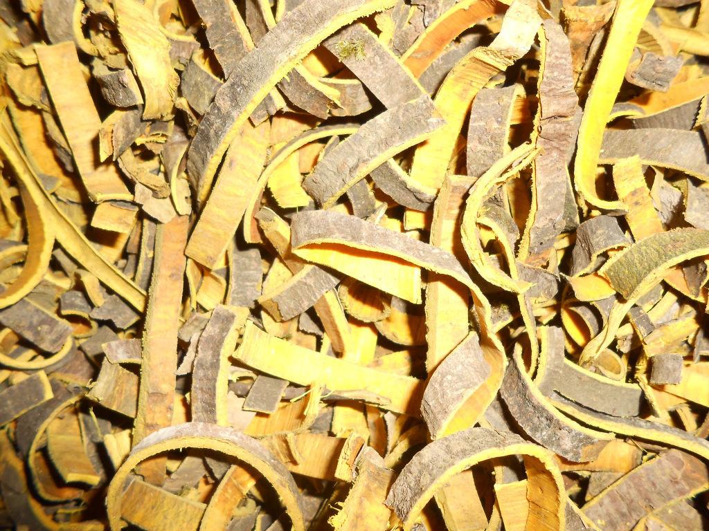 桂皮剥下来树会死吗,为什么黄柏树皮剥了不会死