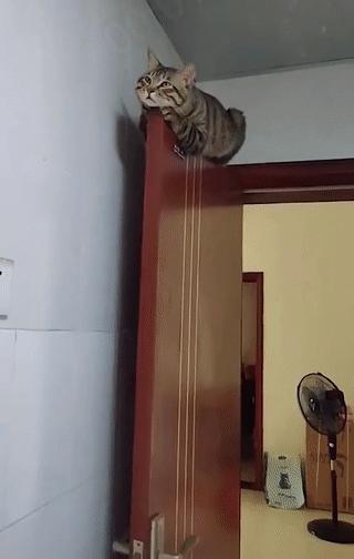 原来猫咪也有弱智的表现,猫咪很虚弱该怎么救活它