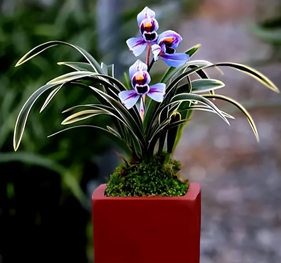 比较香且好养的兰花品种,兰花经典花型