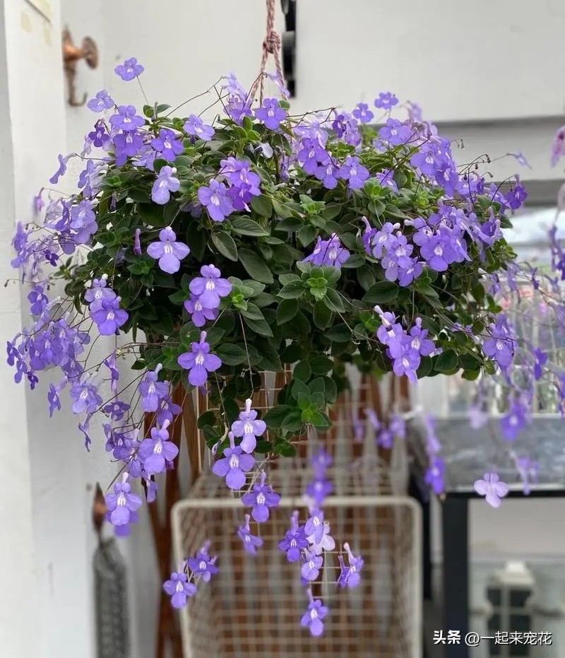 6种花冬季不要晒太阳,这5种花晒不死太阳越大开花越多