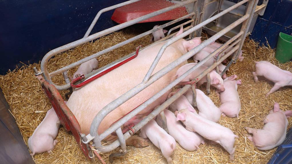 猪价补贴政策,猪价上涨养猪场