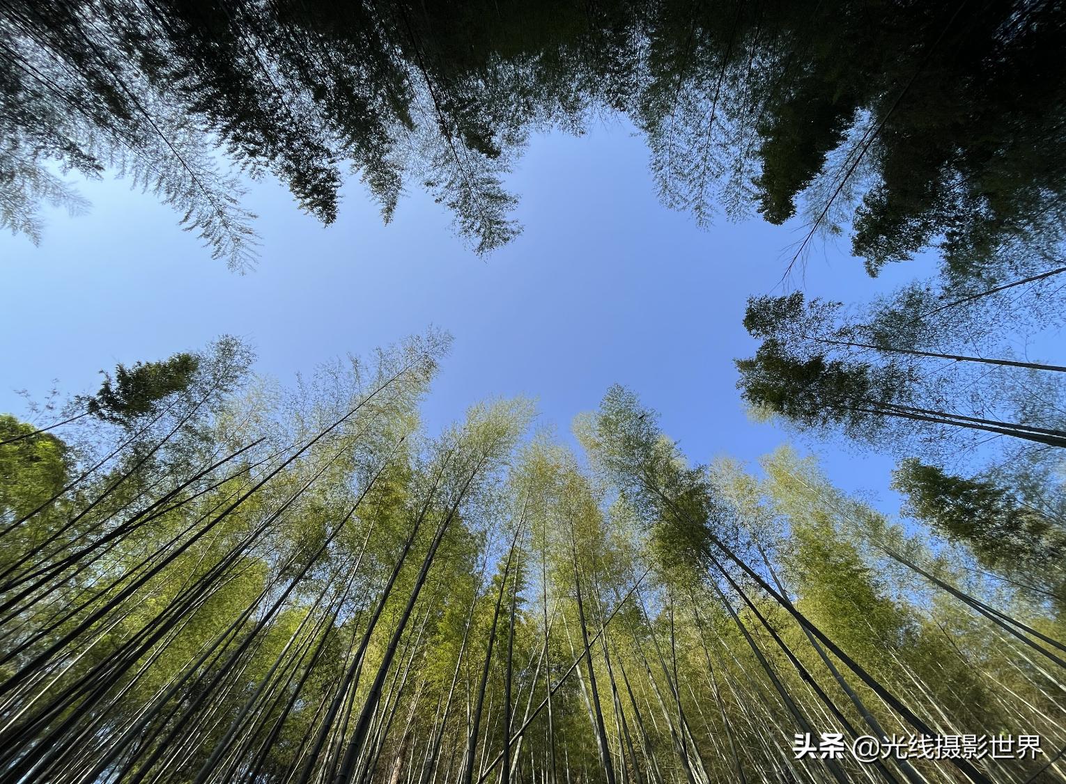 永川茶山竹海今年国庆免门票吗,2022国庆节永川茶山竹海攻略