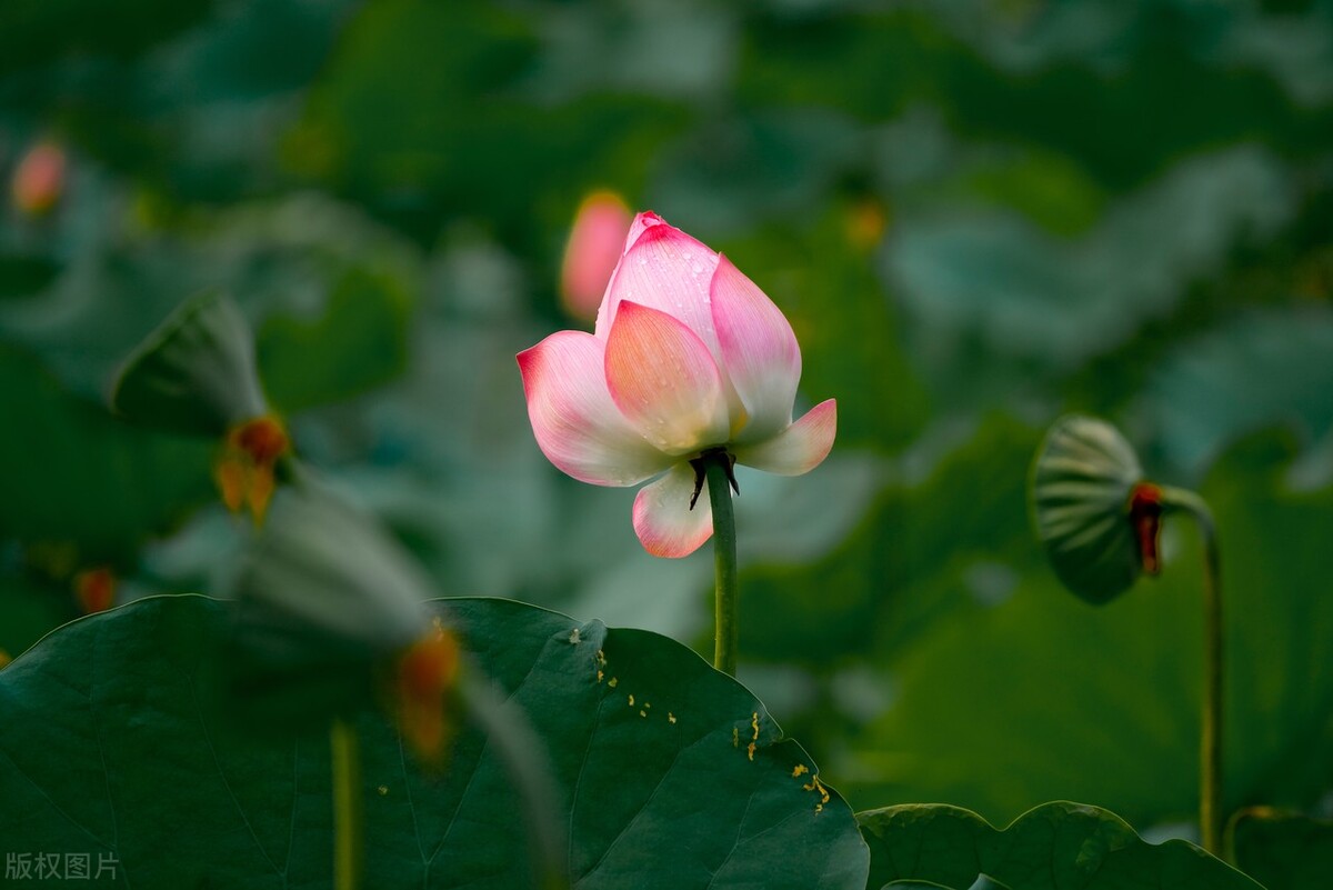 来杯2023，加糖，去冰，愿来年温暖如常，美好如初