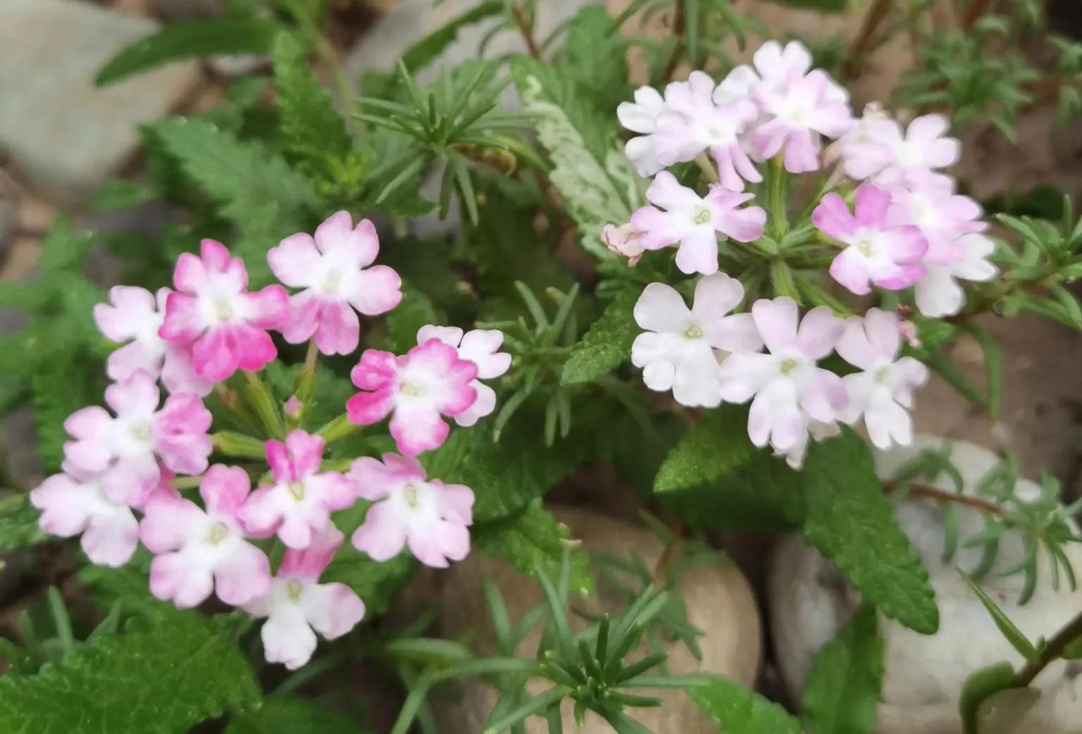 最适合庭院养的铁线莲,庭院铁线莲欣赏