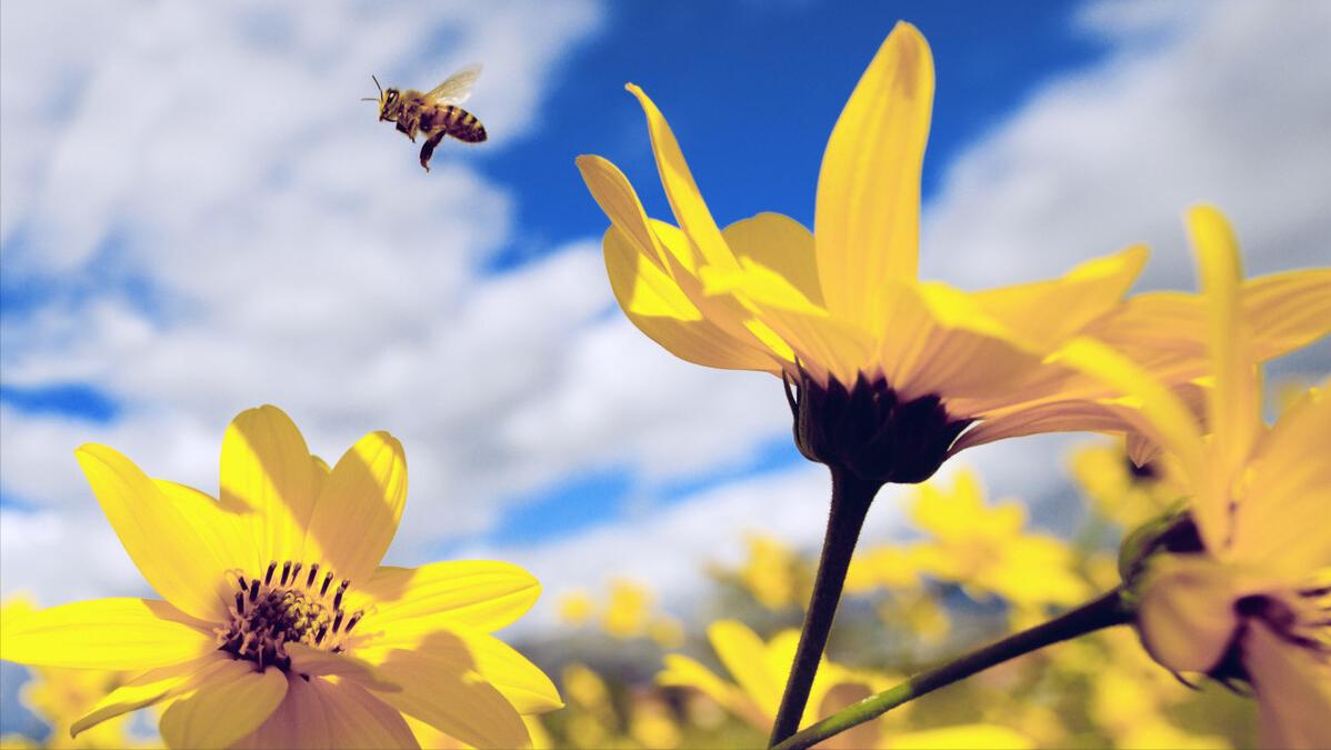 蜂蜜虽好但这六种人最好不要吃,食用蜂蜜的这4个禁忌你都了解吗