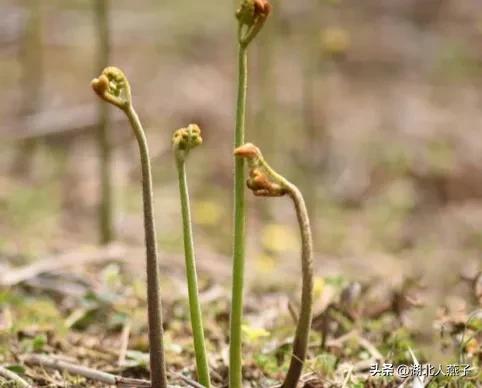 春天挖野菜，送你55种野菜辨别图，带你认识不同的野菜和吃法