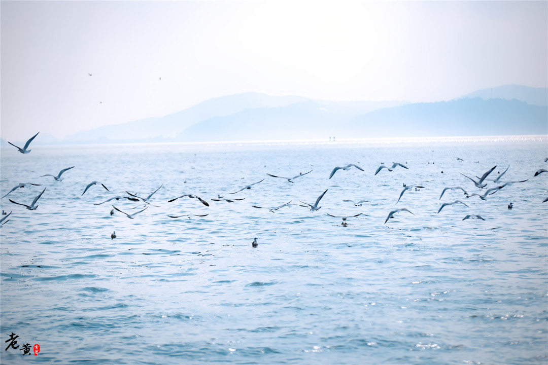 昆明滇池边海鸥图片,冬季来昆明海埂大坝看海鸥太美了