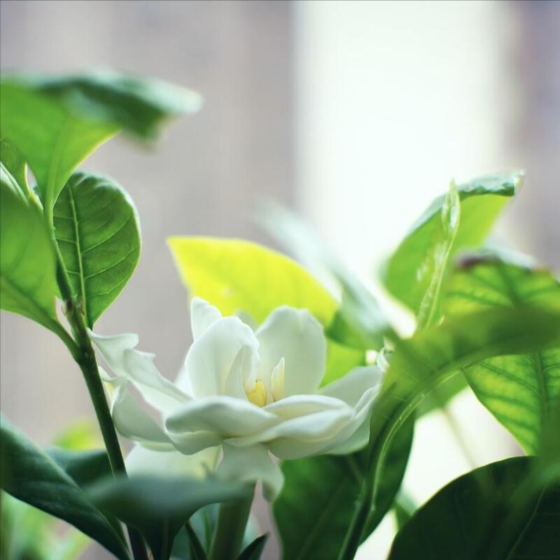 栀子花干枯原因及解决方法,栀子花干枯了怎么救活