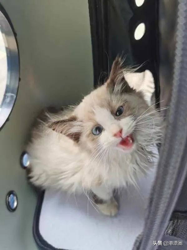 我从内地偷渡到香港的宠物，半路被水警抓走了