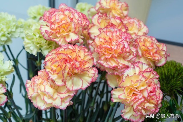 家中花卉的摆放,背景墙花卉摆放