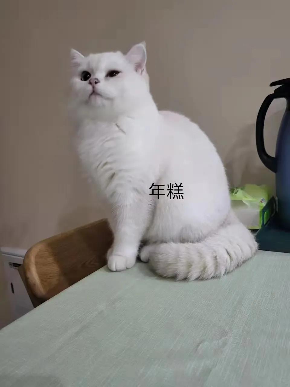 猫咪祖先是剑齿虎吗,猫咪的祖先图