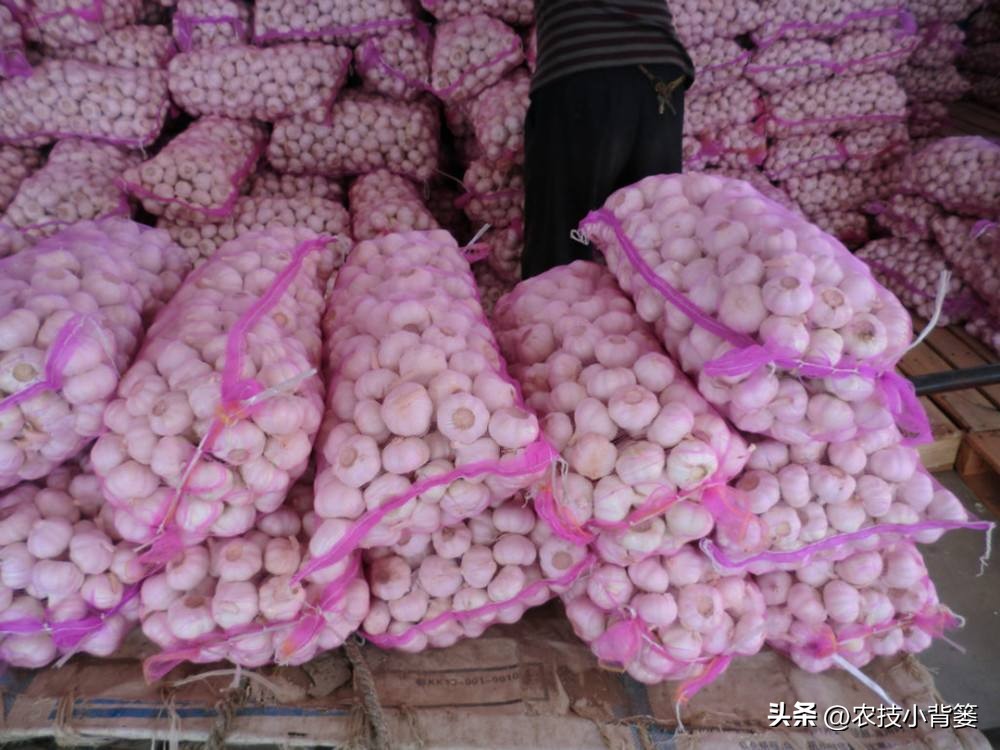种植大量的大蒜怎么储藏,大蒜长期保鲜储存的正确方法