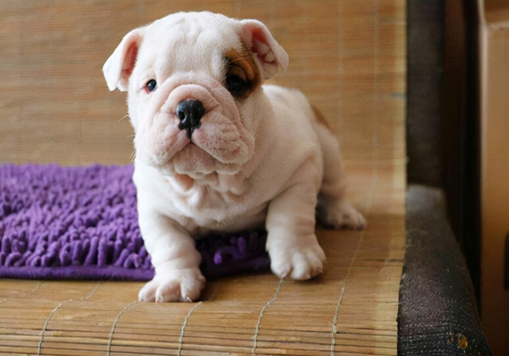 狗狗尿尿常识,狗狗又吐又拉又尿血是怎么回事