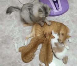 如何拥有一只奶牛猫,如何养出社牛猫