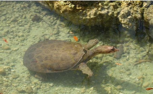 美国不明物种入侵了吗,美国物种入侵中国