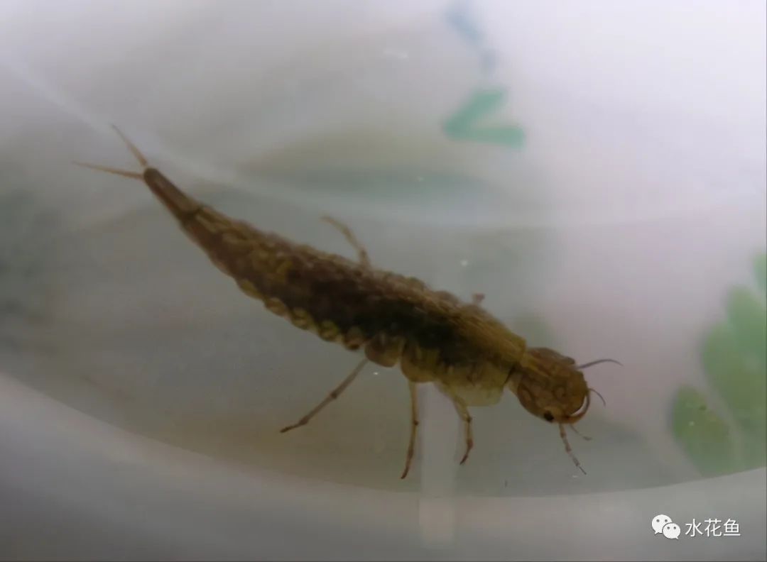 家鱼养殖如何投苗,养殖鱼技术和鱼苗