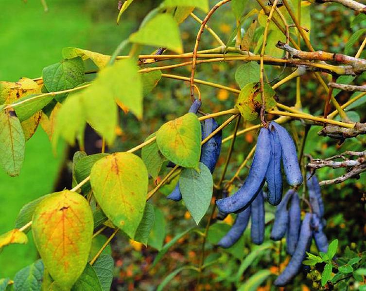 奇珍异果有哪些,世界上的奇珍异果大图