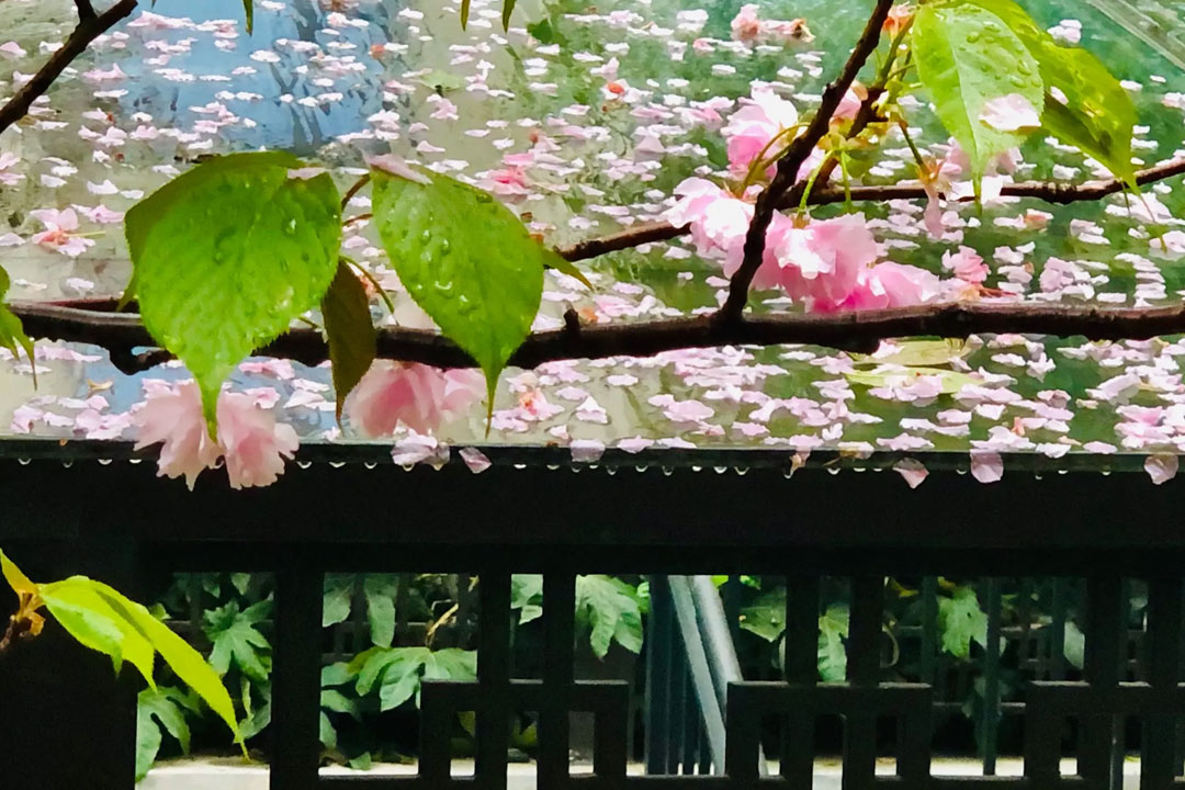 白居易的古诗出处,白居易桃李满天下诗句全文