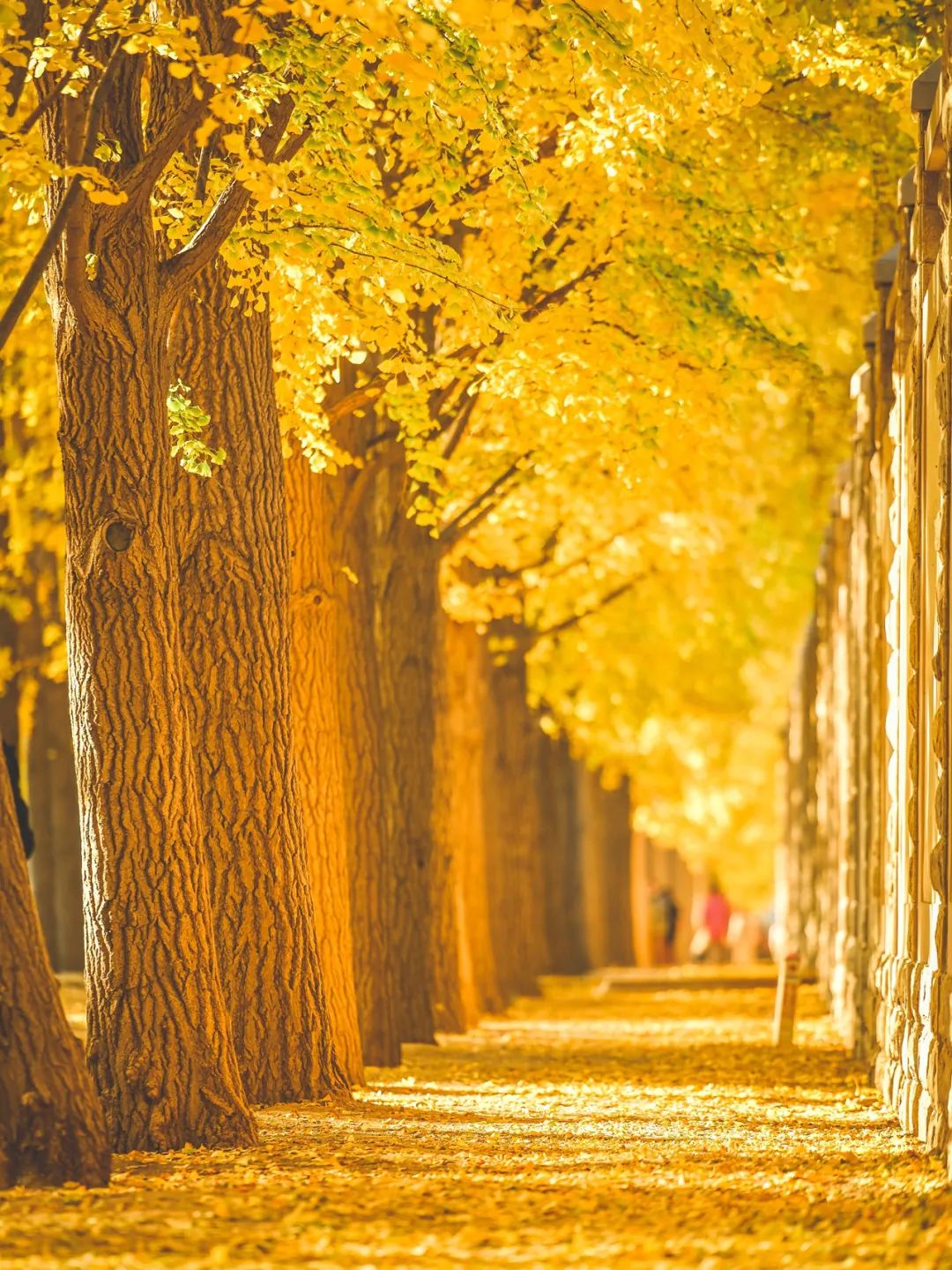 一入秋北京就变成了北平原文,一入秋北京就成了北平是谁说的