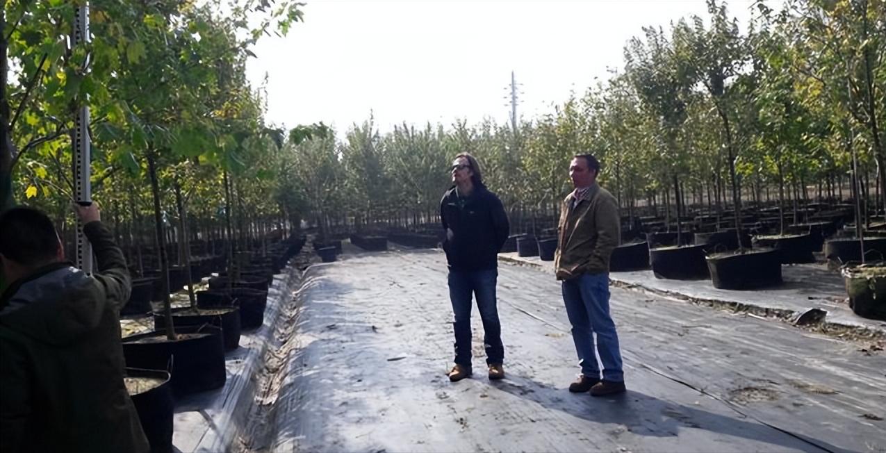 一棵树，香遍一条街！优秀的落叶香花乔木——日本雪铃树