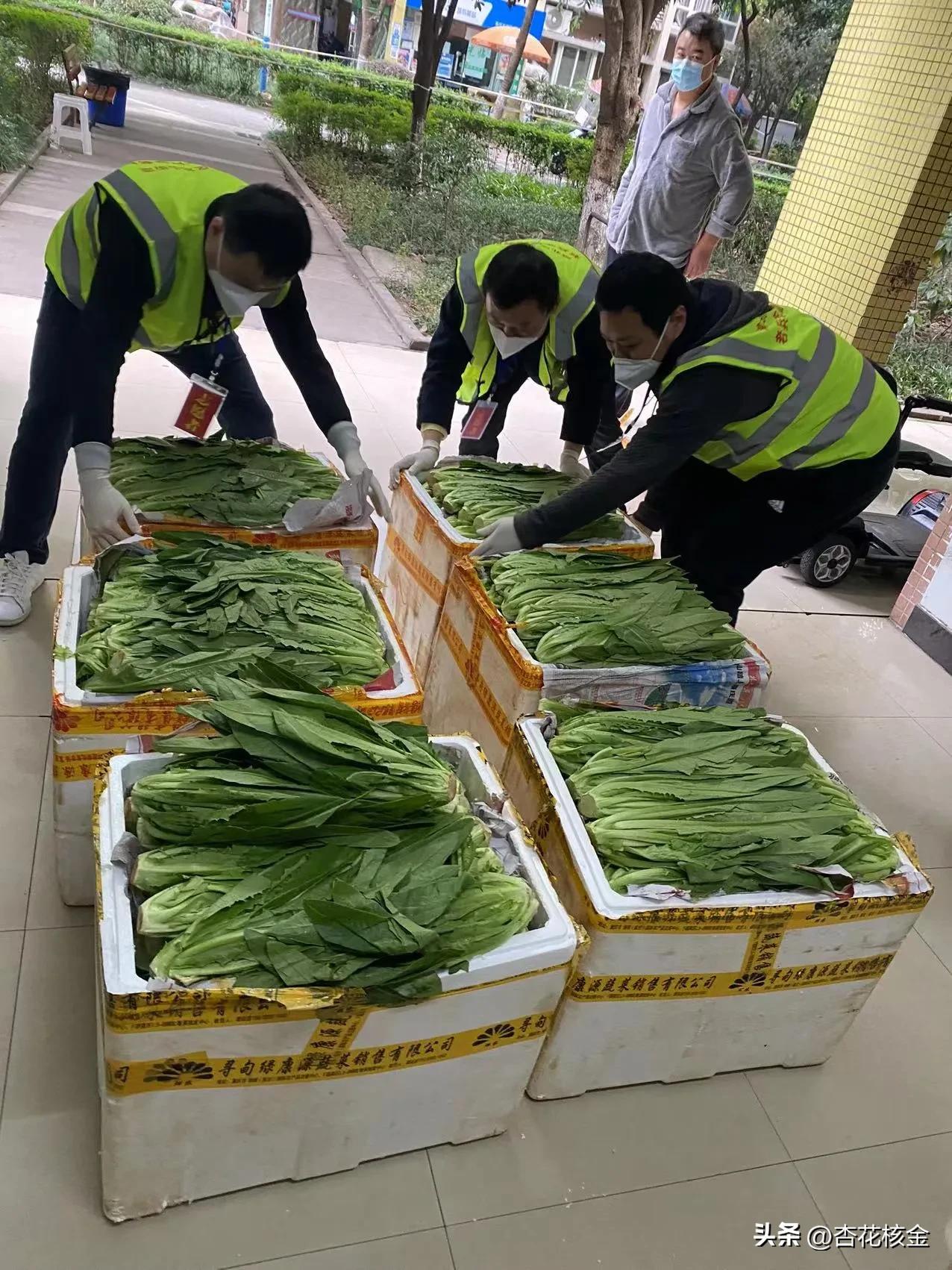 喜从天降！疫情围困中的天邻风景，突然长出9000斤油麦菜