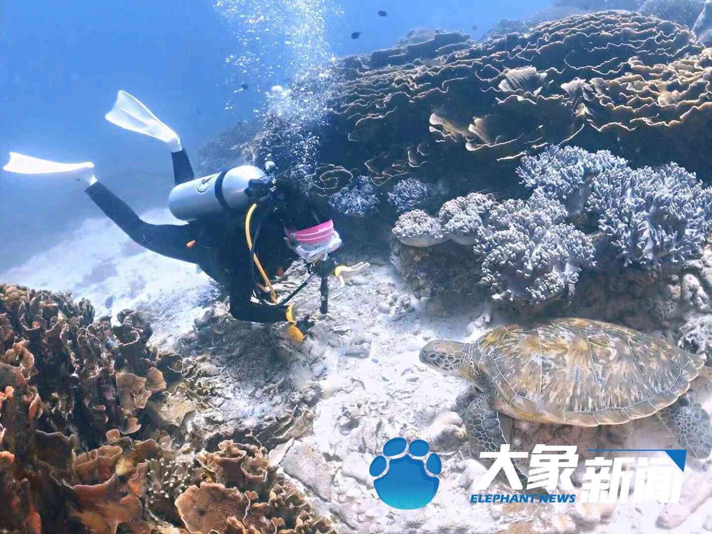 水下洛神何灏浩个人资料,潜水冠军何灏浩