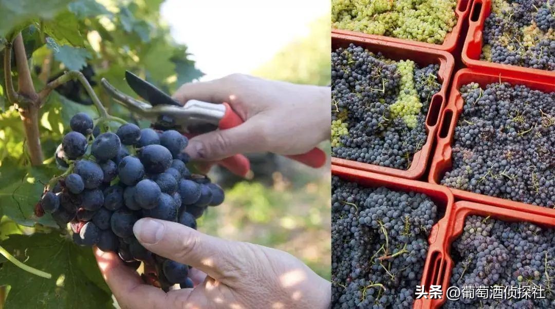 正宗葡萄酒酿造法,葡萄酒酿造步骤精简