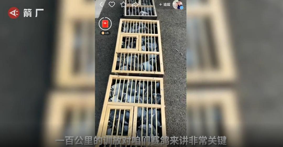 跟赛鸽比赛相比，世界杯*球赌**只能算小场面？