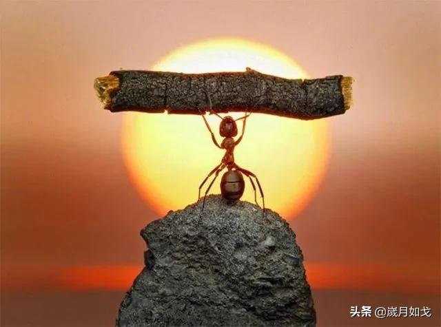 伟大的蚂蚁是什么,宇宙的小蚂蚁