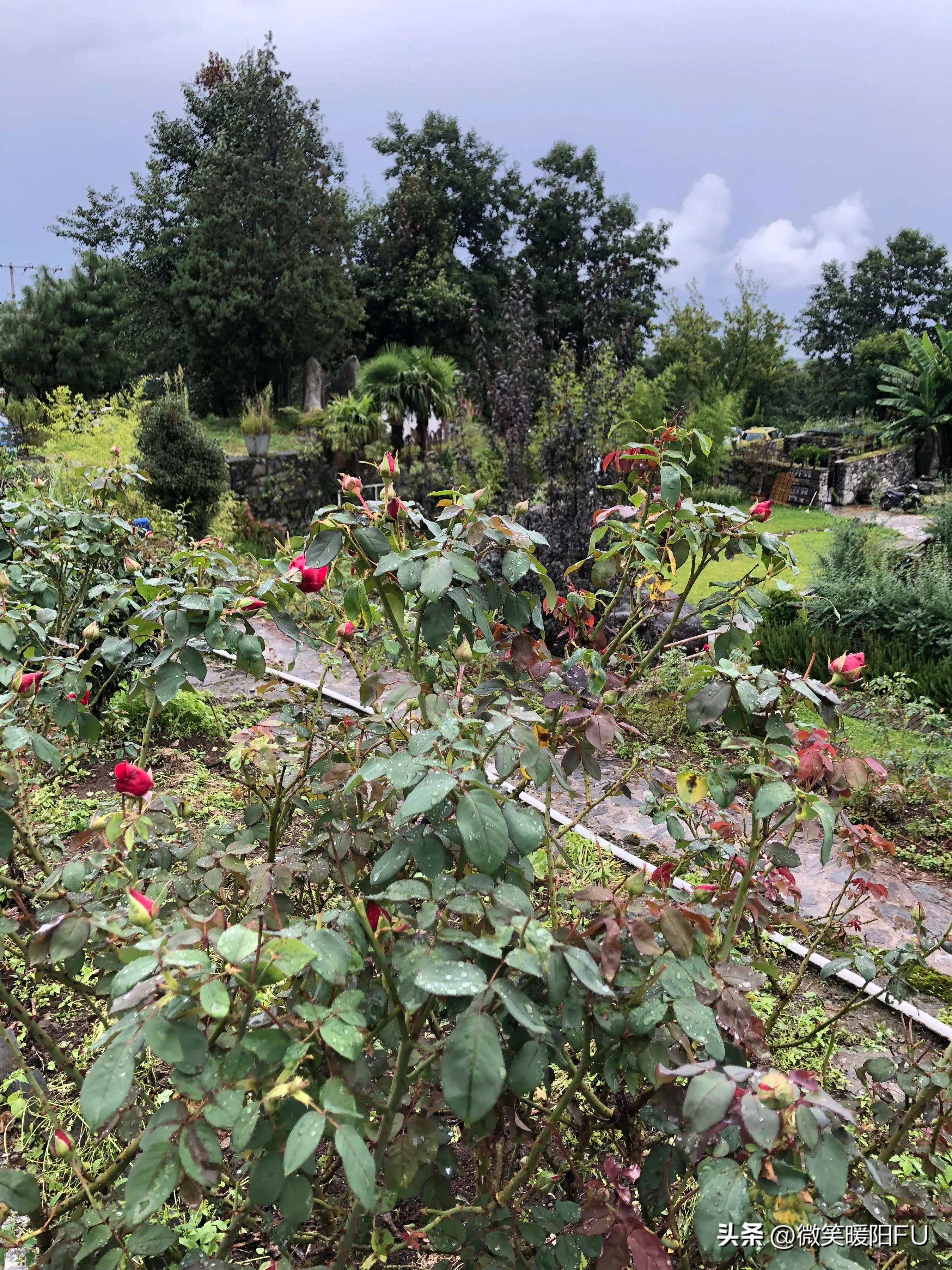 品尝墨红玫瑰,娇艳动人免费阅读