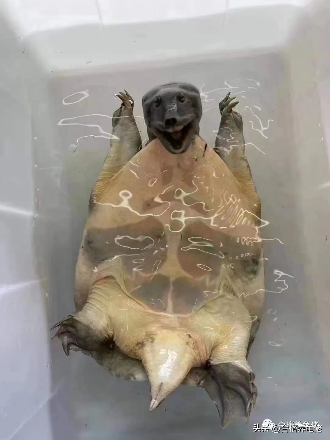 龟病症如何预防,龟病预防的药物