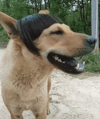 奉劝新手养狗别选这6种狗狗,这些养狗狗的诀窍你一定要知道