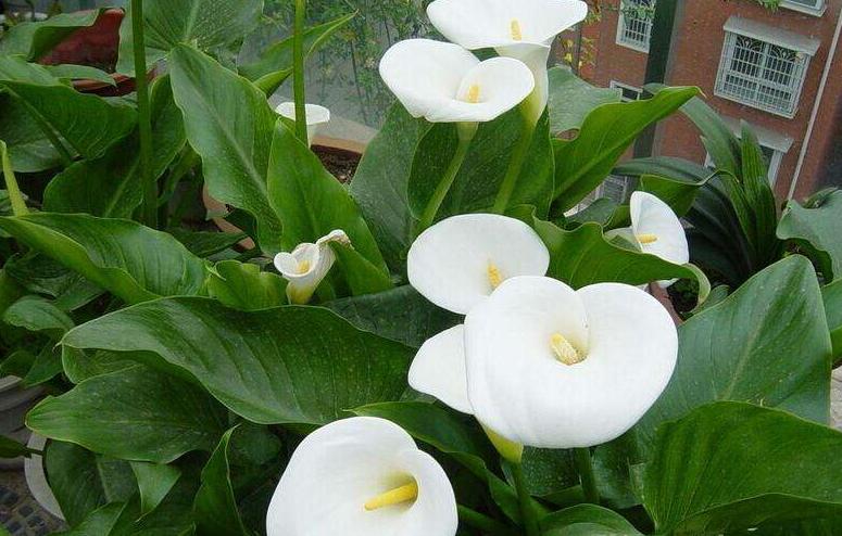 马蹄莲怎么养才能开花呢视频,水培马蹄莲花朵发黄焦边干枯