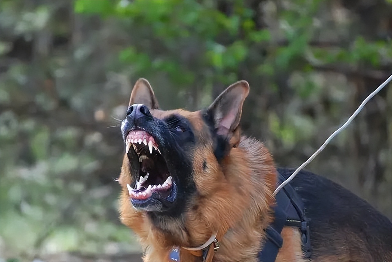 世界上最有安全感的狗狗排名,警惕性很高战斗力很强的狗狗