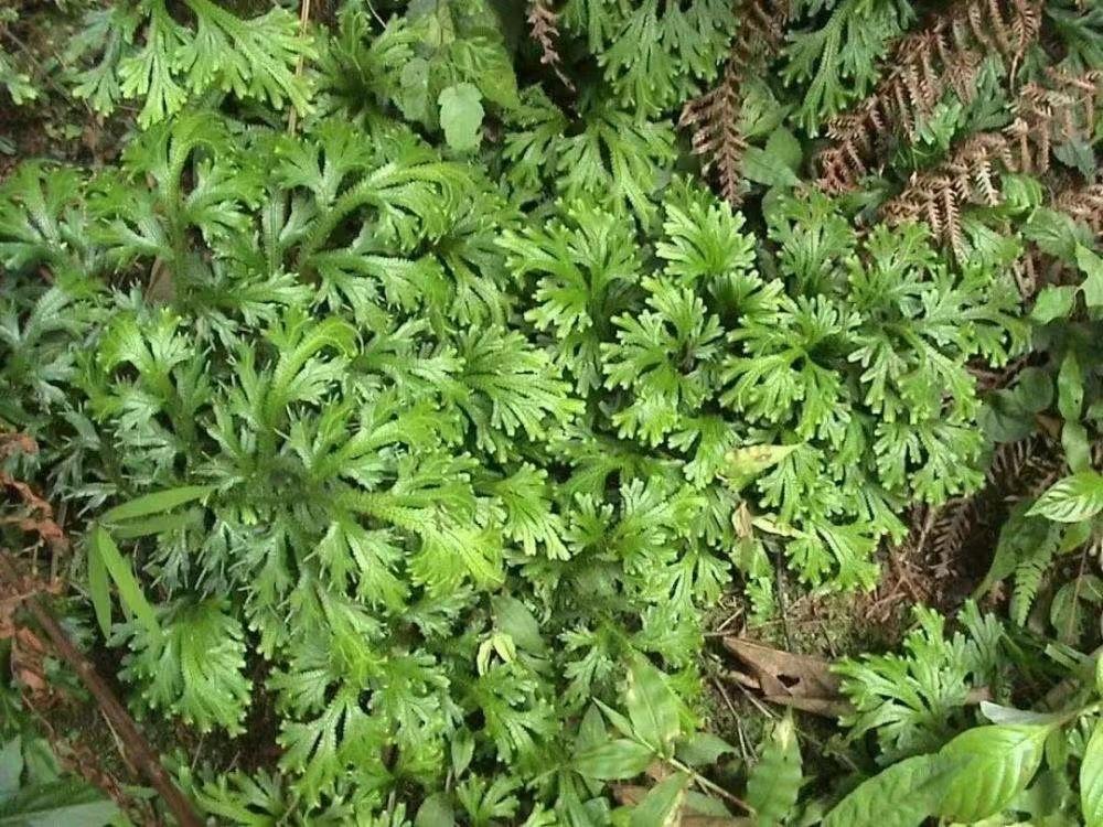 中草药石上柏治疗什么病,石见穿和石上柏治瘤的功效