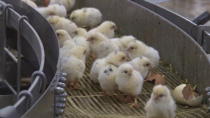 招商引资五年重点工作,精心筑巢引凤来招商引资促发展