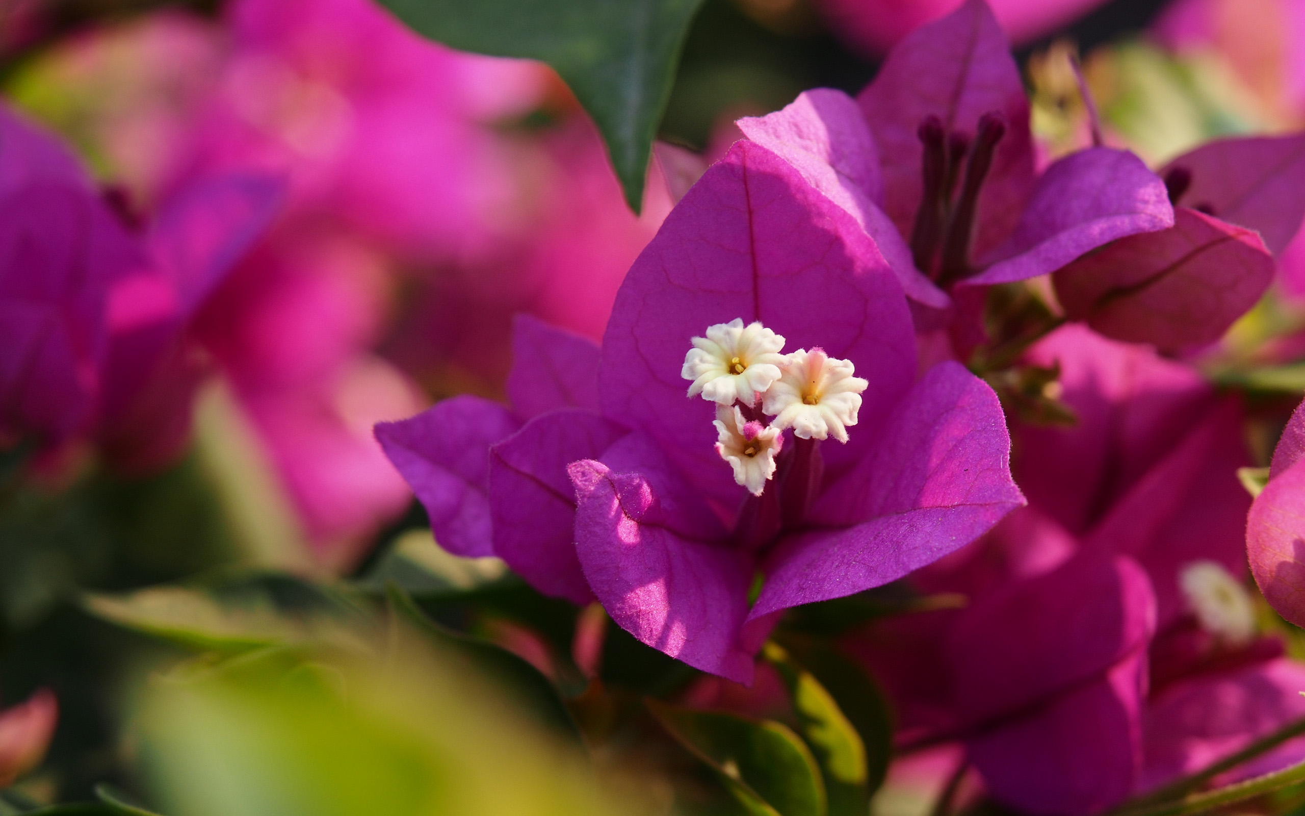 三角梅春季养护小知识,三角梅春天休眠后怎么办