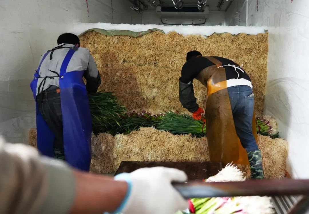 蒜苗卖9块钱一斤,蒜苗价