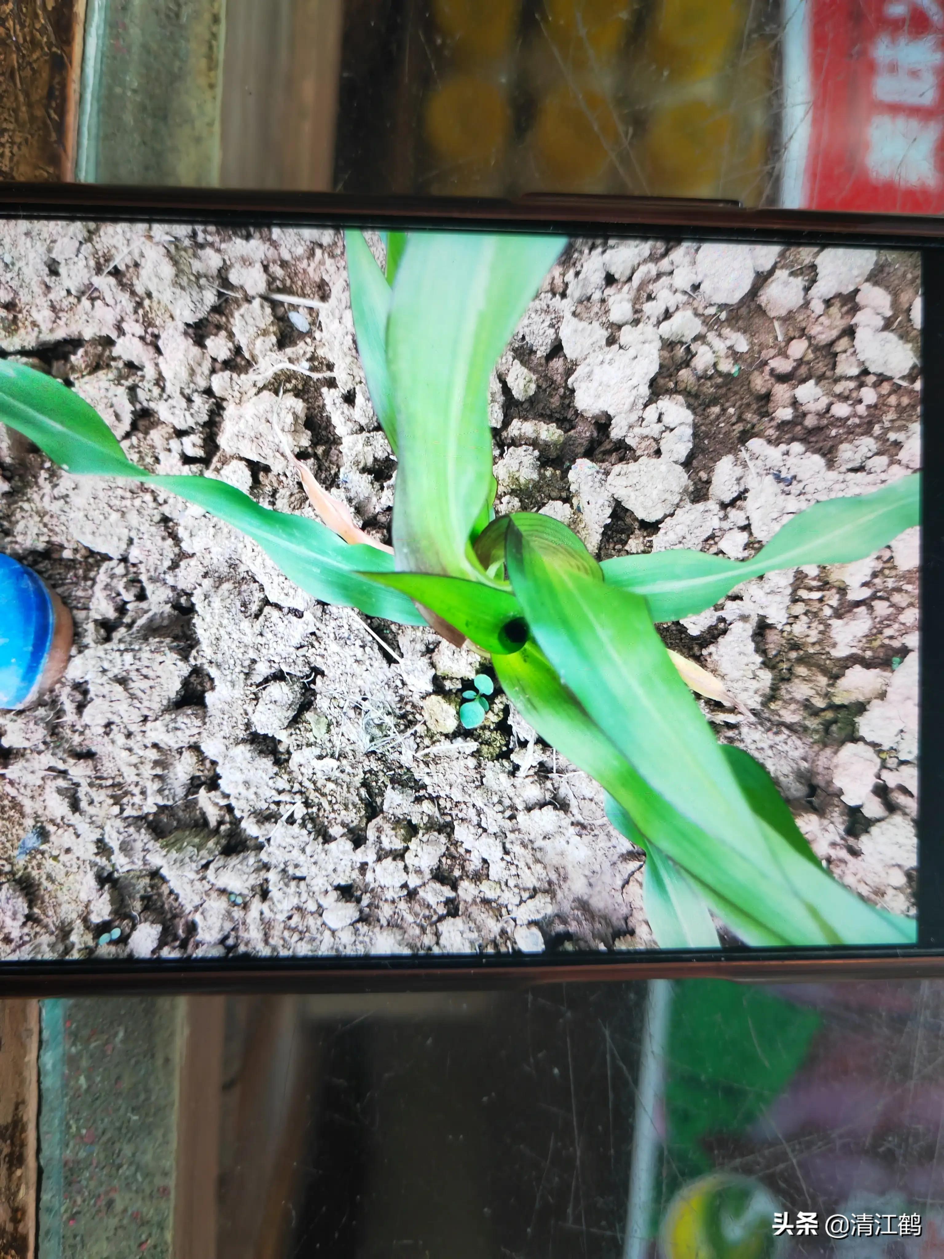 玉米苗红发紫最快解决方法是什么,返青时小麦黄什么原因