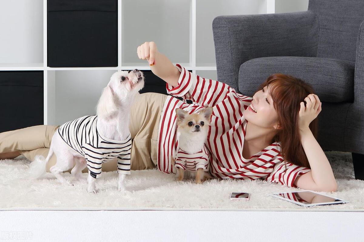 什么人适合养狗什么人不适合养狗,初次养狗的新手养什么狗比较好