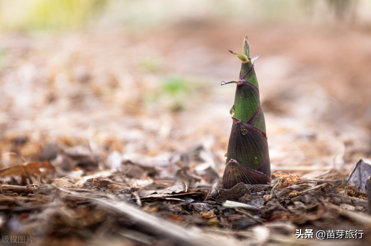 韩国c38旅游签证有什么最新消息,2022韩国是要开放旅游签证吗