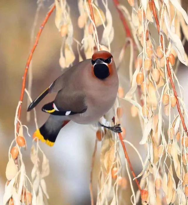 太平鸟图片素材,太平鸟图片大鸟