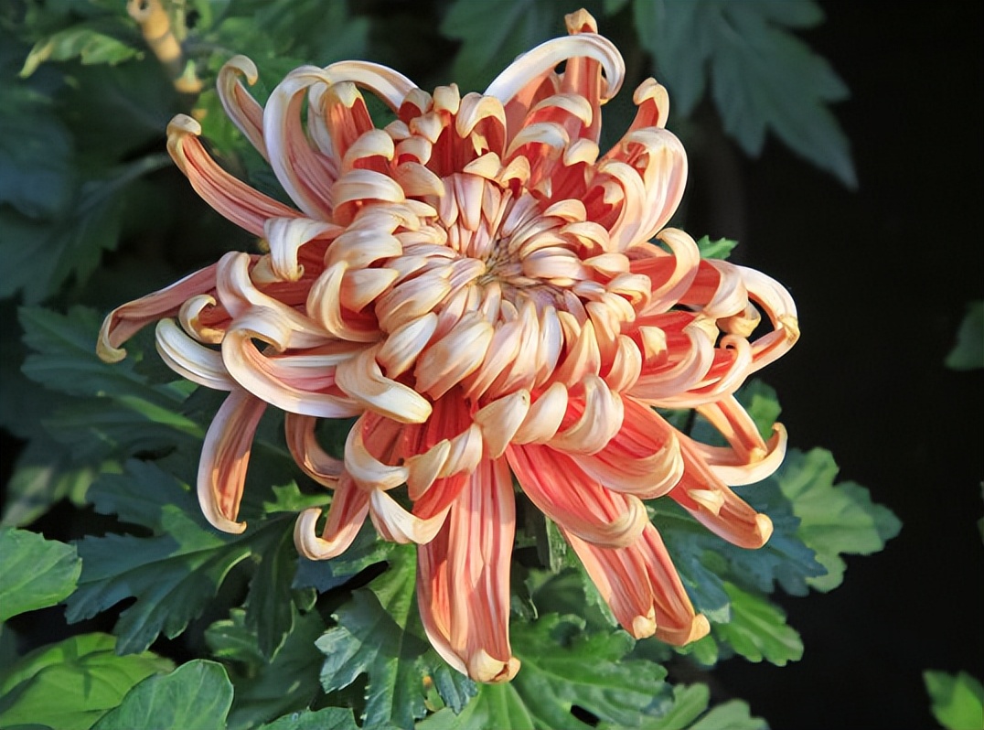 荷兰菊花的养殖方法和注意事项,新扦插的菊花小苗怎么养殖