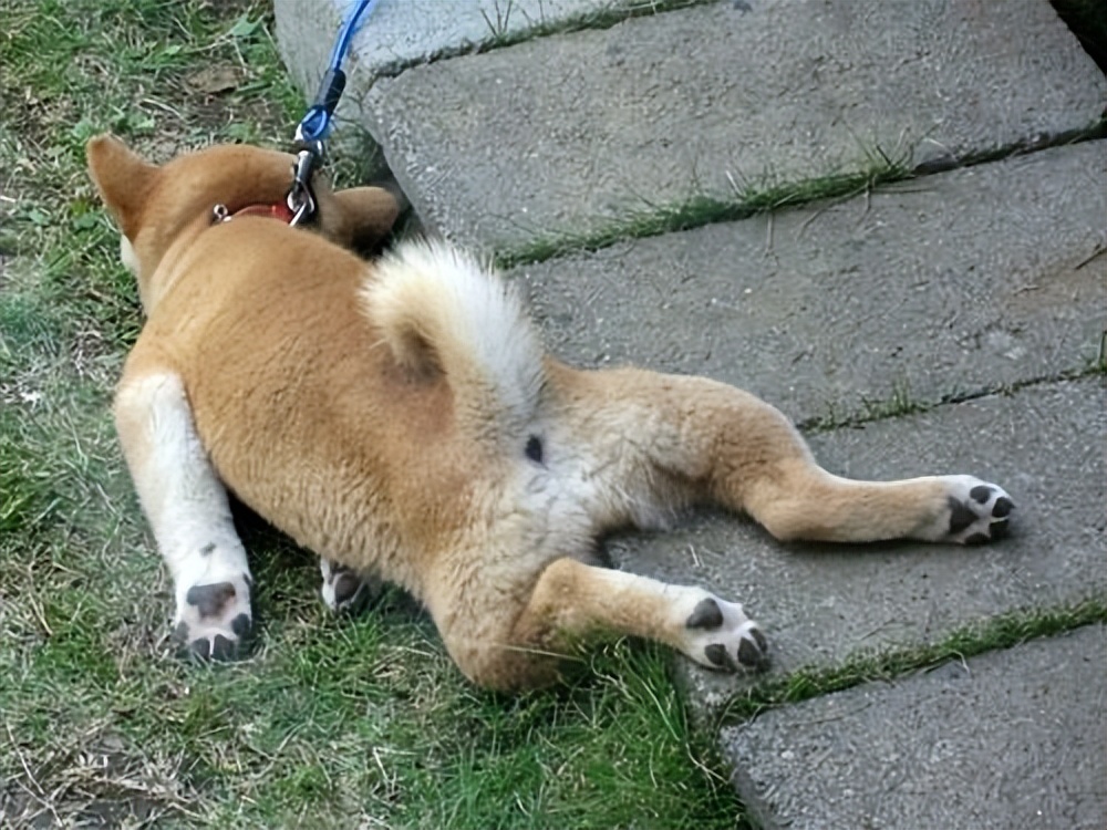 狗狗不出门会得犬瘟吗,狗狗出门不跟随怎么办